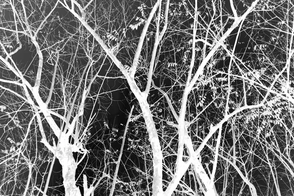 Árvores pretas e brancas — Fotografia de Stock