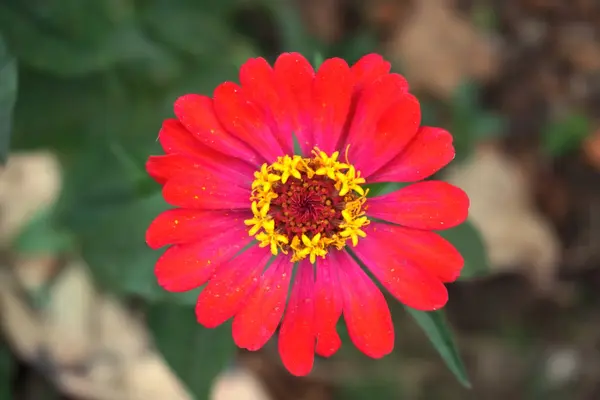 Gerbera százszorszép virág — Stock Fotó