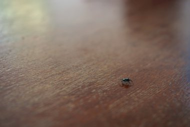 Ahşap üzerine küçük örümcek