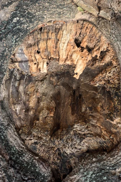 Abstrakt verrotteter Baumstumpf — Stockfoto