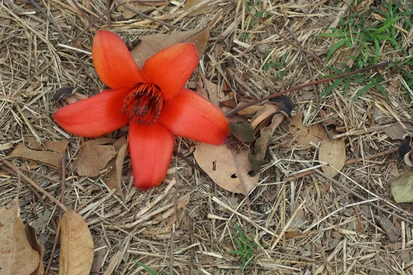 Bombax flor de ceiba —  Fotos de Stock