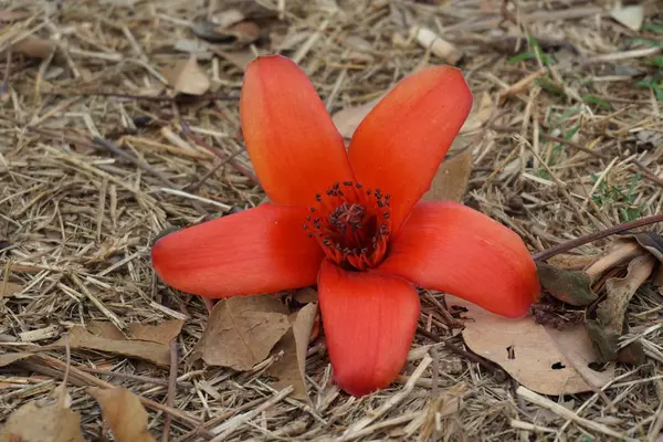 Bombax ceiba kwiat — Zdjęcie stockowe
