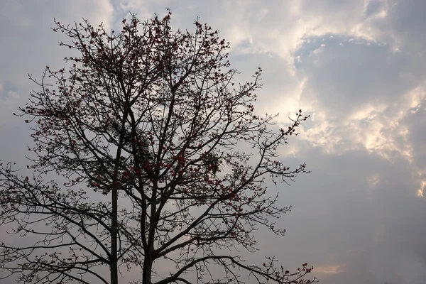 Bombax ceiba drzewa — Zdjęcie stockowe