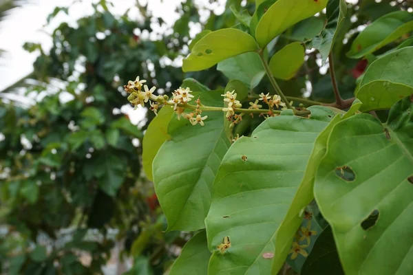 Santol 꽃의 그룹 — 스톡 사진