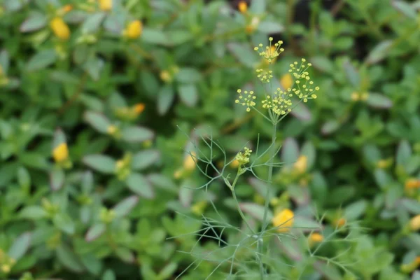 Tiny yellow flowers — Stock Photo, Image