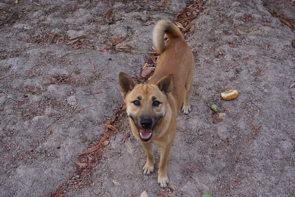 Thailändska infödda hund — Stockfoto