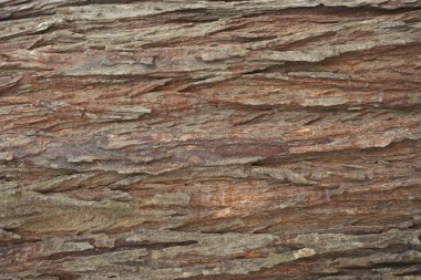 ahşap doku arkaplanı