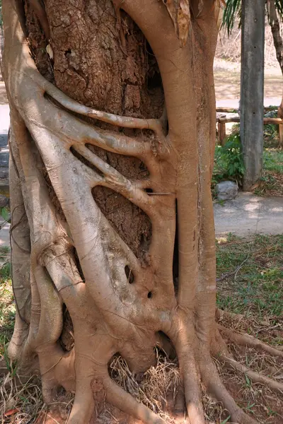 Vicino Strangler fig — Foto Stock