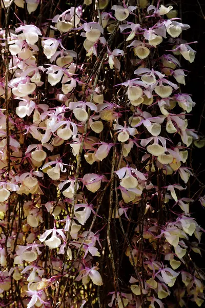 Diminutas flores de orquídea silvestre —  Fotos de Stock