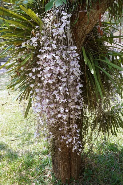 Drobné květy divokých orchidejí — Stock fotografie