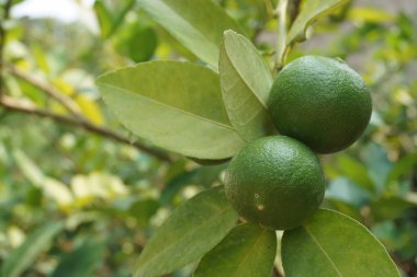 plantasyon içinde kireç