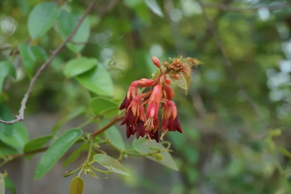 멜버른 strychnifolia 꽃 — 스톡 사진