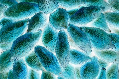 soyut Salacca zalacca meyve