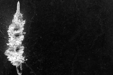 soyut Salacca zalacca meyve