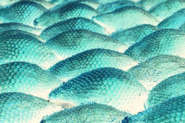 soyut Salacca zalacca meyve