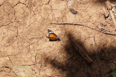 Yaz aylarında turuncu kelebek