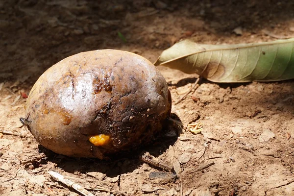 Rotten mango фрукти — стокове фото
