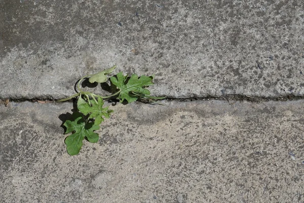 Planta cultivada a partir de hormigón —  Fotos de Stock