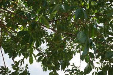 Hevea brasiliensis meyve 