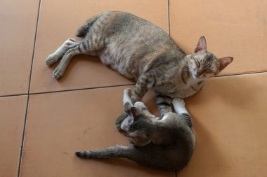 Anne kedi ve yavru kedi