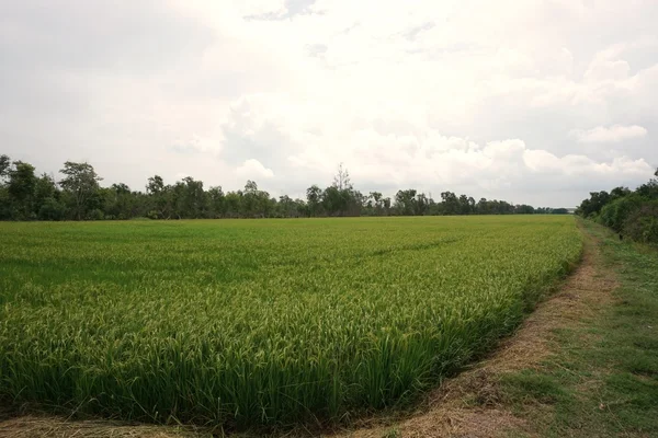 Jasmine rice field — Stock Photo, Image