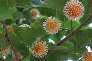 Tay bitki ağaç çiçek