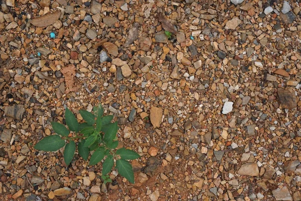 Sabbia e struttura rocciosa — Foto Stock