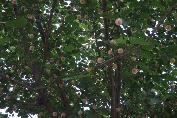 Thailändische Kräuterbaumblüte — Stockfoto