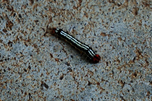 Caterpillar a betonon — Stock Fotó