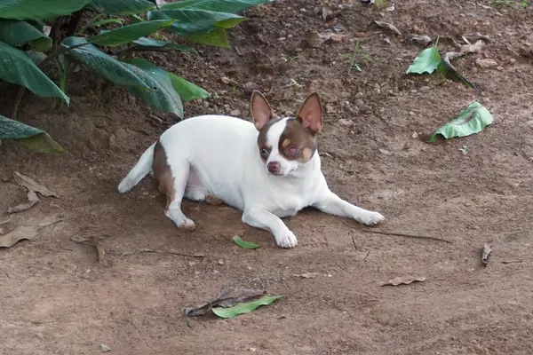Kırmızı kör chivava köpek — Stok fotoğraf