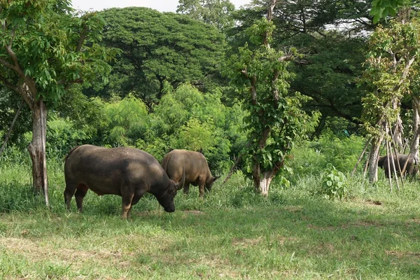 Thailändischer Wasserbüffel — Stockfoto