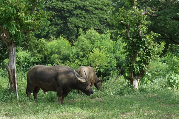 泰国水牛 — 图库照片