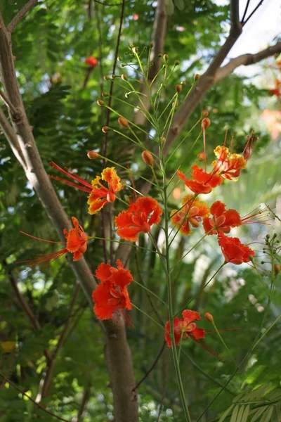 Close up Fiori fiammeggianti — Foto Stock