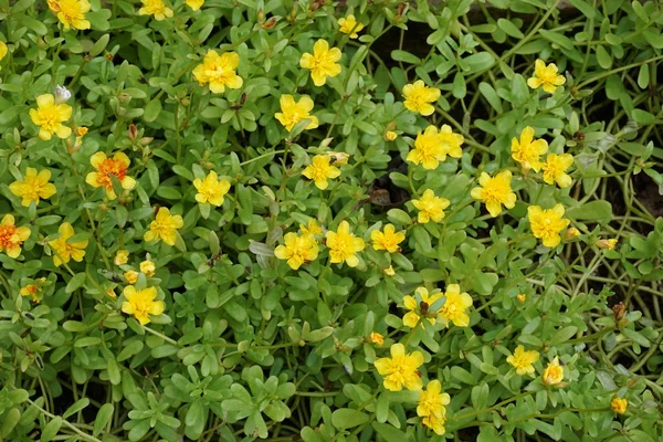 Little Hogweed flowers — Stock Photo, Image