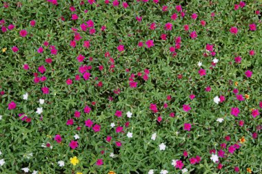 Küçük Hogweed çiçekler 