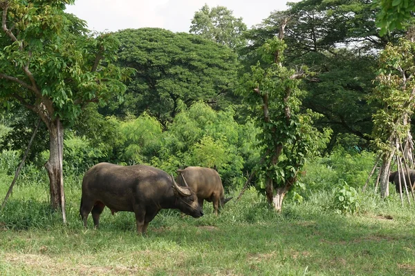 Тайский буйвол — стоковое фото