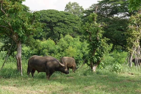 Buffalo de agua tailandés — Foto de Stock