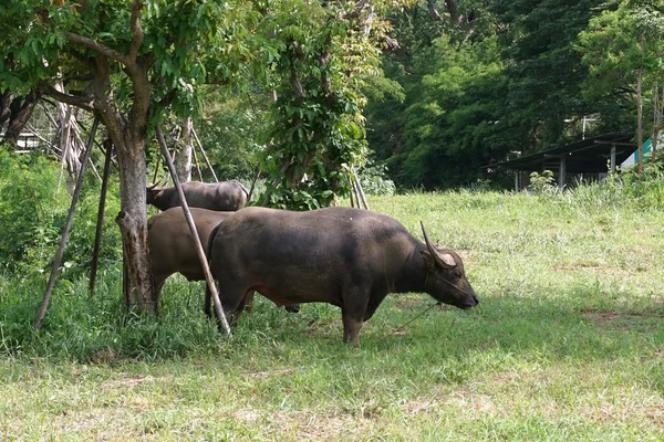 Thai bivaly — Stock Fotó