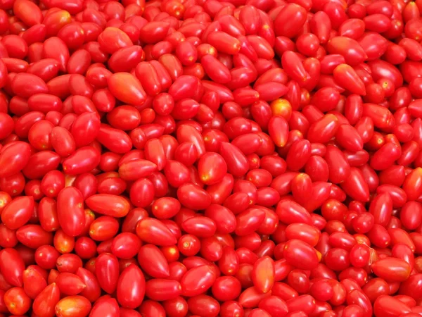 Tomate 1 — Fotografia de Stock