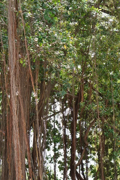 Árbol de Banyan —  Fotos de Stock