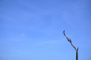 leke yalnız kuş mavi gökyüzü 3 ile