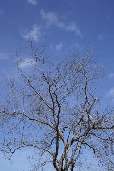 Albero morto con il cielo blu 1 — Foto Stock