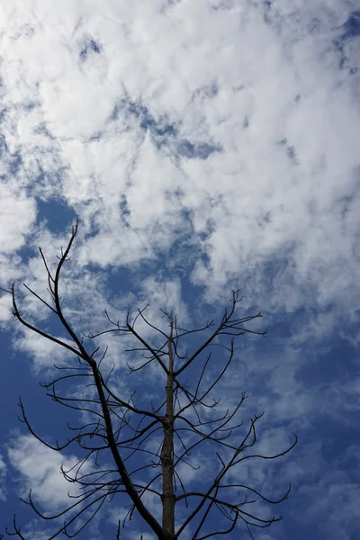 Мертвое дерево с синим небом 3 — стоковое фото