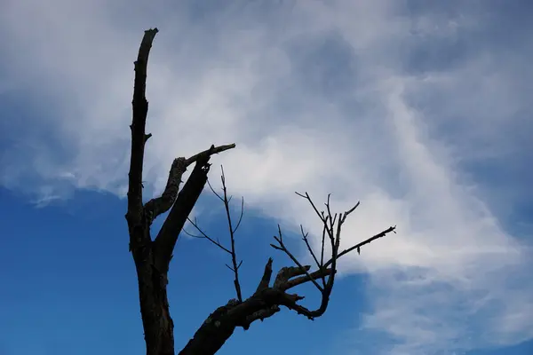 Мертвое дерево с синим небом 8 — стоковое фото