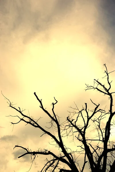 Мертвое дерево с облаком 2 — стоковое фото