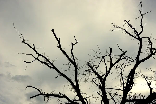 Zmarłe drzewo w chmurze 3 — Zdjęcie stockowe