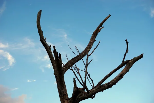 Albero morto con il cielo blu 7 — Foto Stock