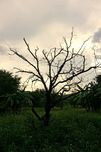 Döda träd med molnet 4 — Stockfoto