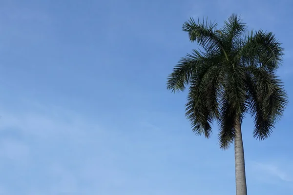 Дерево с синим небом — стоковое фото