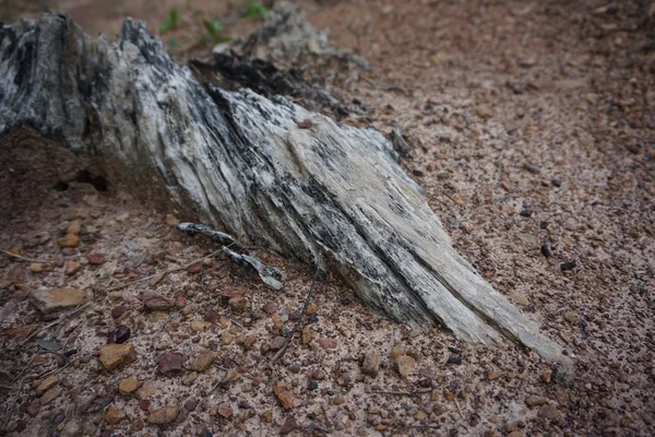 Mrtvý kořen stromu — Stock fotografie